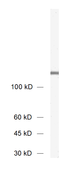 TECPR1, Polyclonal rabbit purified antibody